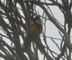 Pachycephala fuliginosa