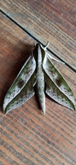 Xylophanes acrus