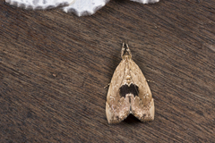 Crocidolomia suffusalis