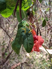 Passiflora aurantia aurantia