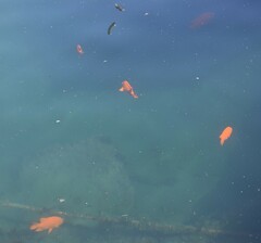 Hypsypops rubicundus