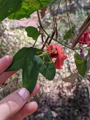 Passiflora aurantia aurantia