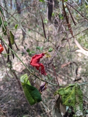 Passiflora aurantia aurantia