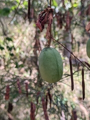 Passiflora aurantia aurantia