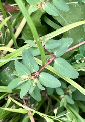 Euphorbia vermiculata