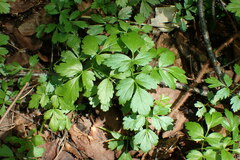 Adoxa moschatellina