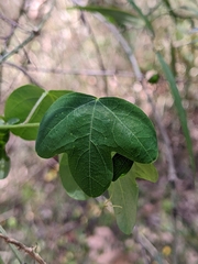 Passiflora aurantia aurantia
