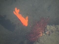 Leptogorgia chilensis