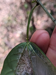Passiflora aurantia aurantia