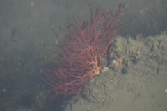 Leptogorgia chilensis