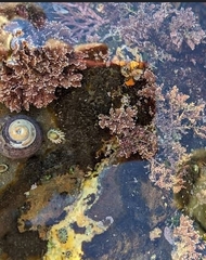 Corallina officinalis