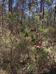 Passiflora aurantia aurantia