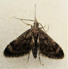 Isonomeutis amauropa