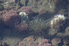 Tubulariidae