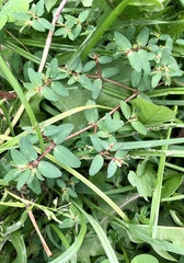 Euphorbia vermiculata