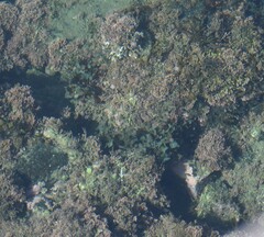 Dictyopteris undulata