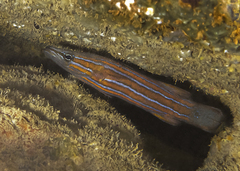 Rainfordia opercularis