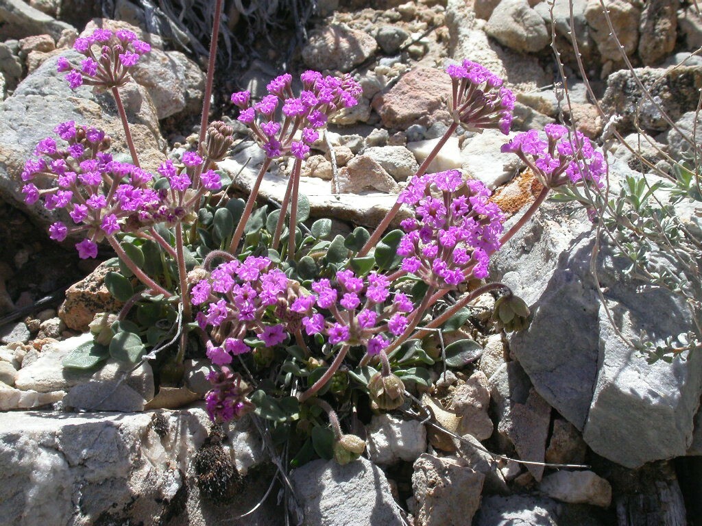 Abronia nana