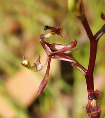 Arthrochilus prolixus