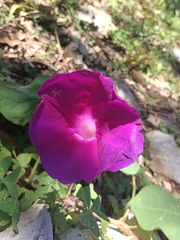 Ipomoea orizabensis
