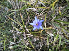 Gentiana arisanensis