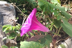 Ipomoea orizabensis