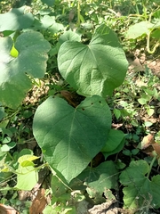Ipomoea orizabensis