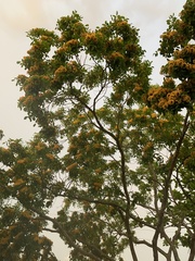 Pterocarpus violaceus