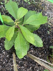 Vernonia noveboracensis