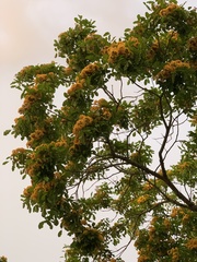 Pterocarpus violaceus