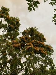 Pterocarpus violaceus