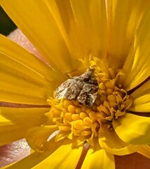 Choreutis emplecta