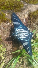 Phocides metrodorus