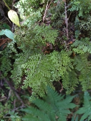 Hymenophyllum fujisanense