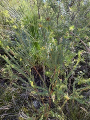 Phyllota phylicoides