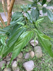 Celtis tetrandra