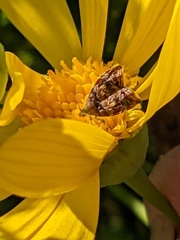 Choreutis emplecta