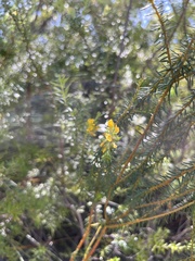 Phyllota phylicoides