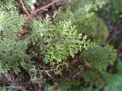 Hymenophyllum fujisanense