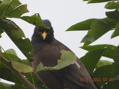 Acridotheres tristis