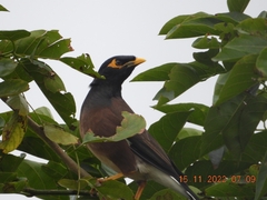 Acridotheres tristis