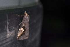 Pseudosphetta moorei