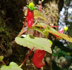 Impatiens parasitica