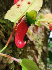 Impatiens parasitica