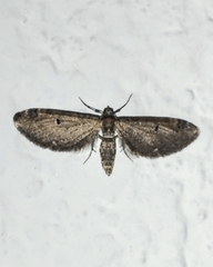 Eupithecia miserulata