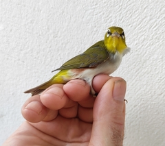 Zosterops erythropleurus