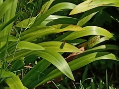 Junonia almana javana