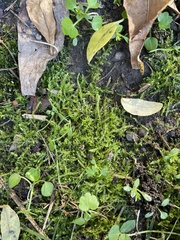 Plagiothecium cavifolium