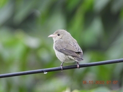 Dicaeum erythrorhynchos