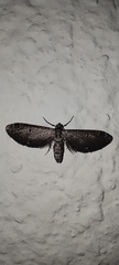 Eupithecia miserulata